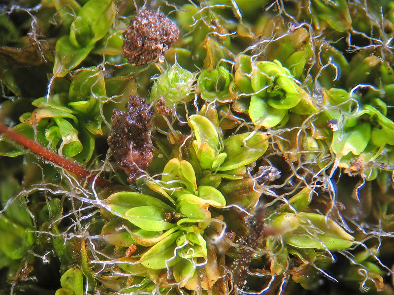 Muschio - Syntrichia muralis